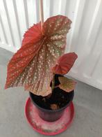 Begunia kamerplant te koop., Ophalen of Verzenden, Overige soorten, Minder dan 100 cm