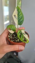 Monstera Adansonii Variegata half moon, Ophalen of Verzenden, Overige soorten, Minder dan 100 cm
