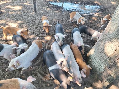 Biggen, Dieren en Toebehoren, Schapen, Geiten en Varkens, Varken, Meerdere dieren