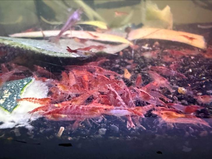 50 uitgeselecteerde vuurgarnalen €25, Dieren en Toebehoren, Vissen | Aquariumvissen, Zoetwatervis, Kreeft, Krab of Garnaal, Schoolvis