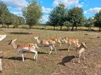 Lieve damherten (3 hindes), Dieren en Toebehoren, Juni, Vrouwelijk
