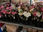 Partij kunstplantjes 100 stuks nieuw bieden, Ophalen of Verzenden, Nieuw