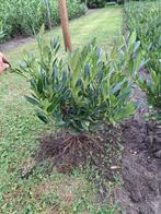 Laurier otto luyken, Tuin en Terras, Ophalen, Laurier, 100 tot 250 cm