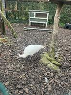 Witte pauw, Dieren en Toebehoren, Pluimvee, Meerdere dieren, Eend