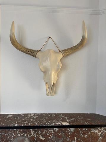 Longhorn schedel beschikbaar voor biedingen