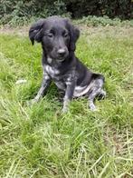 Friese Stabij pups (volledig gevaccineerd), Overige rassen, CDV (hondenziekte), 8 tot 15 weken, Meerdere