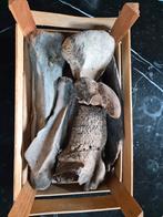 Grote Mamoet Botten Noordzee Bodemvondsten, Verzamelen, Ophalen of Verzenden, Fossiel