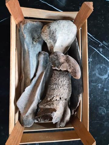 Grote Mamoet Botten Noordzee Bodemvondsten beschikbaar voor biedingen