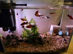 Aquarium 40 liter met vissen, Dieren en Toebehoren, Ophalen, Zo goed als nieuw, Gevuld zoetwateraquarium