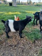 Tekoop mooie Lakenvelder bok, Dieren en Toebehoren, Schapen, Geiten en Varkens, Mannelijk, Geit