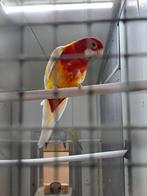 Koppel lutino rosella, Dieren en Toebehoren, Vogels | Parkieten en Papegaaien, Meerdere dieren, Parkiet