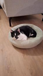 Leuke kattenoppas gezocht!, Particuliere oppas