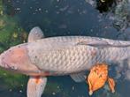 4x Koi + filtersysteem, Dieren en Toebehoren, Vissen | Vijvervissen, Karper of Koi