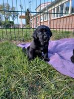 8 pups Labrador X Duitse staande Langhaar, vader bejaagd, Overige rassen, CDV (hondenziekte), 8 tot 15 weken, Meerdere