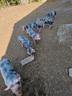 Pietrain biggen, Dieren en Toebehoren, Meerdere dieren, Varken