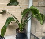 Strelitzia Nicolai - Paradijsvogelplant, Vaste plant, Bloeit niet, Halfschaduw, Ophalen