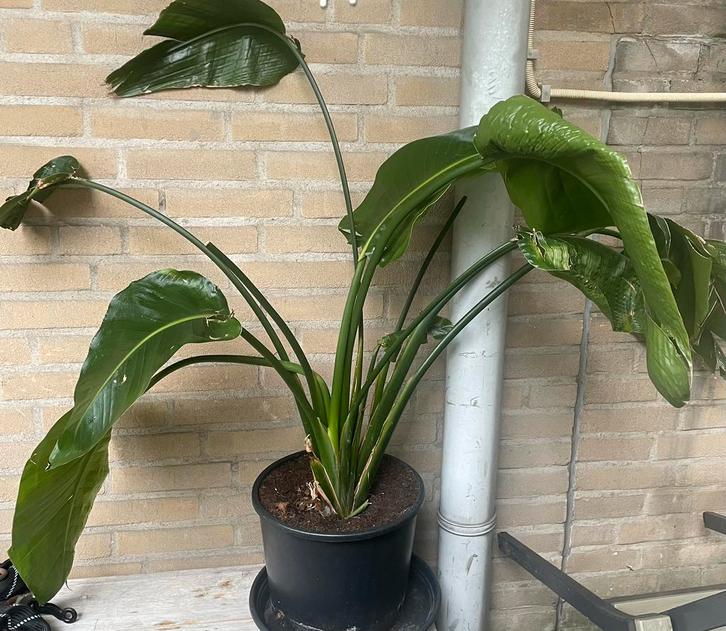 Strelitzia Nicolai - Paradijsvogelplant, Tuin en Terras, Planten | Tuinplanten, Vaste plant, Overige soorten, Halfschaduw, Bloeit niet