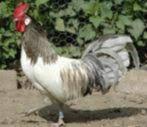 broedeieren van Blauwe lakenvelders, Dieren en Toebehoren, Pluimvee, Geslacht onbekend, Kip