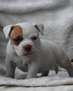 American bully pocket, CDV (hondenziekte), 8 tot 15 weken, Bulldog, Meerdere
