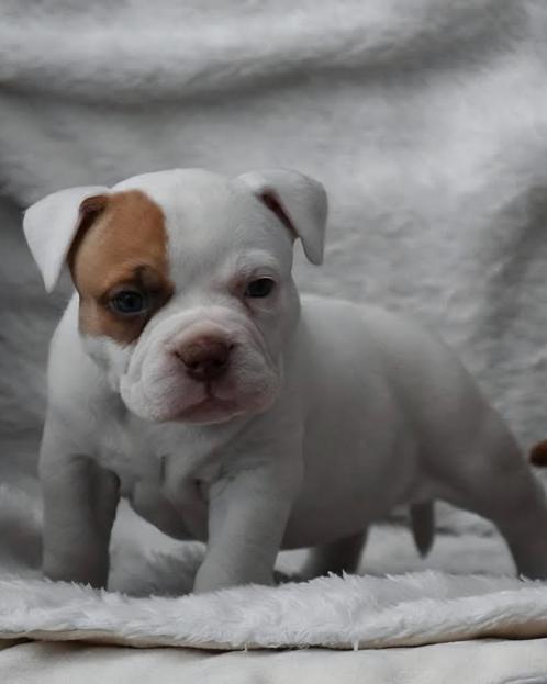 American bully pocket, Dieren en Toebehoren, Honden | Bulldogs, Pinschers en Molossers, Meerdere dieren, Bulldog, Particulier
