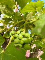 Vitis Druif Oude Stam, Ophalen, Lente