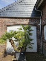 AANBIEDING: WINTERHARDE CHAMAEROPS HUMILIS, VULCANO PALMBOOM, In pot, Halfschaduw, Ophalen of Verzenden, 100 tot 250 cm