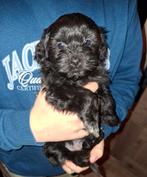 Maltipoo x boomer puppy’s, Overige rassen, 8 tot 15 weken, Meerdere dieren, Eén hond