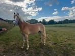 Haflinger merrie, Dieren en Toebehoren, Merrie