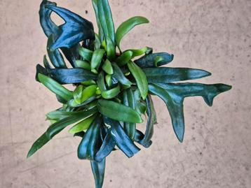 Microsorum Thailandicum p9 (3) beschikbaar voor biedingen