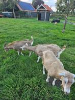 Stoere toggenburger bok, Dieren en Toebehoren, Schapen, Geiten en Varkens, Mannelijk, Geit, 0 tot 2 jaar