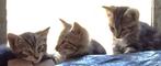 jonge poesjes kittens, Poes, Kortharig