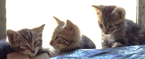 jonge poesjes kittens, Dieren en Toebehoren, Katten en Kittens | Overige Katten, Kortharig, Poes