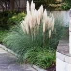 Pampagras, Tuin en Terras, Planten | Tuinplanten, Ophalen, Volle zon, Vaste plant, Siergrassen