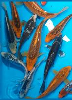 Koi karpers japanse, Karper of Koi