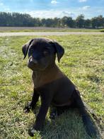 3 lieve puppy’s zoeken nog een nieuw baasje, Dieren en Toebehoren, Honden | Niet-rashonden, 8 tot 15 weken, HCC (leverziekte)