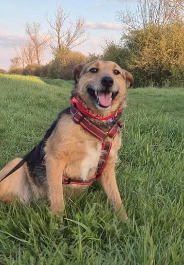 Kruising hond Doris, teef 2,5 jr ter opvang of adoptie beschikbaar voor biedingen