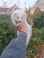 Nog enkele hand tame fretjes  te over, Dieren en Toebehoren, Overige Dieren, Mei, Vrouwelijk