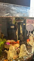 Kogelvis te koop, Ophalen of Verzenden