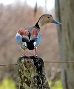 siereenden liefhebber whatsappgroep, Dieren en Toebehoren, Meerdere dieren, Eend