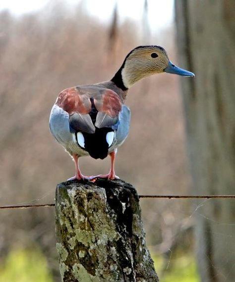 siereenden liefhebber whatsappgroep, Dieren en Toebehoren, Pluimvee, Eend, Meerdere dieren