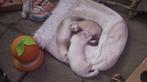 Fretten pups/ fret/fretten, Dieren en Toebehoren, Overige Dieren, Juni, Meerdere dieren