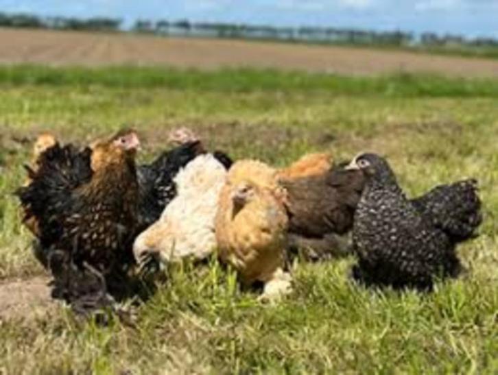 Cochin krielkippen., Dieren en Toebehoren, Pluimvee, Kip, Vrouwelijk