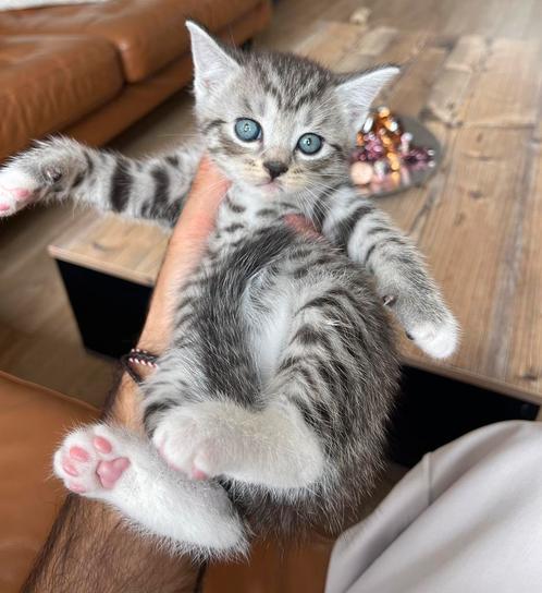 Brits korthaar kittens, Dieren en Toebehoren, Katten en Kittens | Raskatten | Langhaar, Meerdere dieren