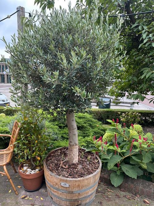 Olijfbomen in half wijnvat (3 stuks), Tuin en Terras, Planten | Bomen, Olijfboom, 100 tot 250 cm, Volle zon, Zomer, Ophalen