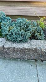 Juniperus squam, Tuin en Terras, Planten | Tuinplanten, Ophalen of Verzenden, Zomer, Overige soorten, Volle zon