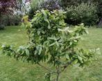 Mispel: Mespilus ger. 'Westerveld', Tuin en Terras, Planten | Fruitbomen, Ophalen, 100 tot 250 cm, Overige soorten