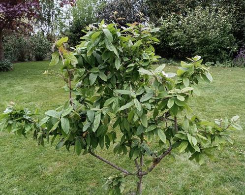 Mispel: Mespilus ger. 'Westerveld', Tuin en Terras, Planten | Fruitbomen, Overige soorten, 100 tot 250 cm, Ophalen