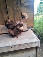 Usa zijdehoen choco motteld koppel, Meerdere dieren, Kip