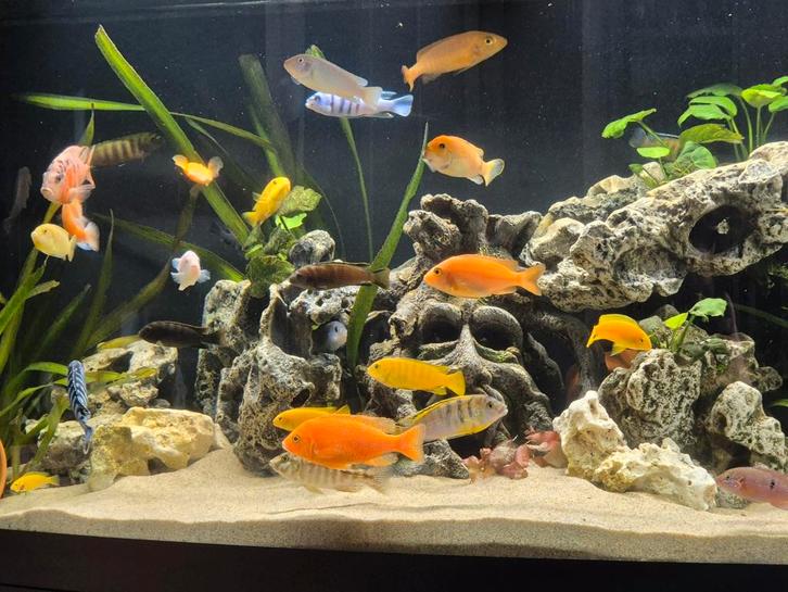 Compleet ciclidenbestand/losse vissen, Dieren en Toebehoren, Vissen | Aquariumvissen, Vis