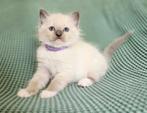 Mooie Ragdoll kittens 100% raszuiver, Meerdere dieren, Ontwormd